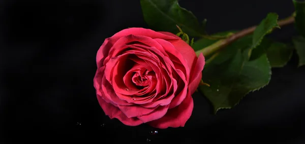 Red roses on a black background — Stock Photo, Image