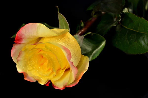 Yellow beautiful rose closeup — Stock Photo, Image
