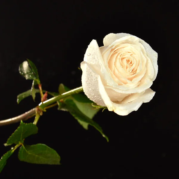 Beautiful white rose on a black background — Stock Photo, Image