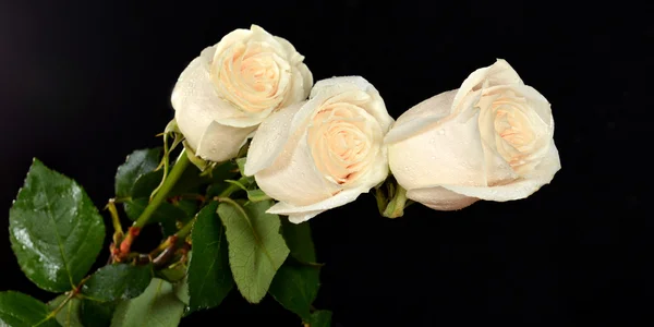 Three white roses on black background — Stock Photo, Image