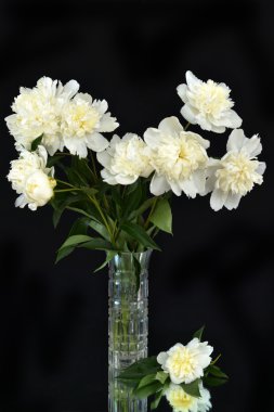 Bir vazo içinde siyah bir zemin üzerine peonies buket