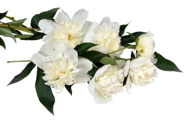 Beyaz çiçekler peonies beyaz.