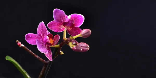 Siyah zemin orkide — Stok fotoğraf