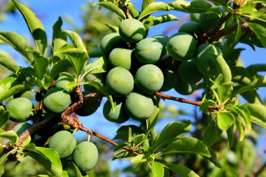Yeşil erik ağaca asmak