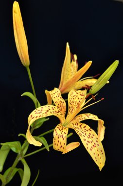 Beautiful yellow lily on a black background clipart