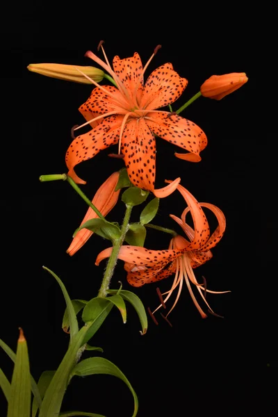Orange beautiful lily on black background — Stock Photo, Image