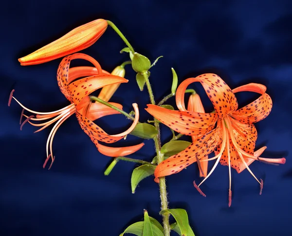 Beautiful yellow lily on a blue background — Stock Photo, Image