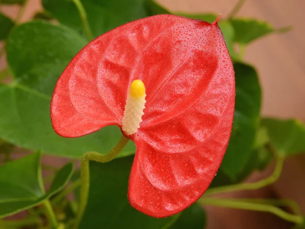 Une belle fleur rouge anthurium — Photo