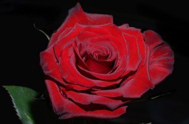 Siyah bir zemin üzerine kırmızı güzel gül yakın çekim