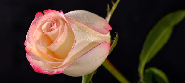 Pink rose close-up on a black background — Stock Photo, Image