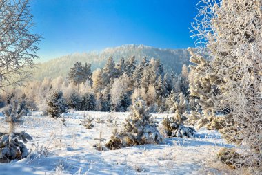 Karla kaplı çam ağaçları ile kış manzarası