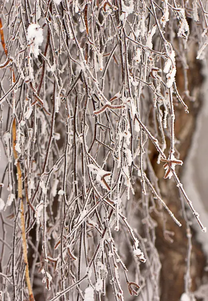 I rami di bellissime betulle nella neve — Foto Stock