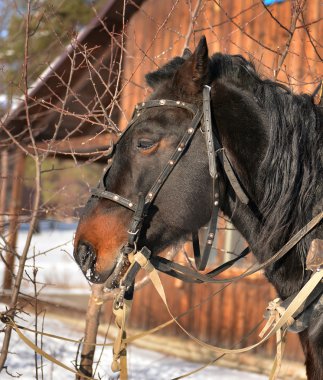  Arka planda evde harnessed güzel siyah at