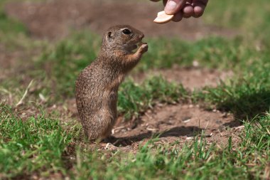 Bir fıstık yeme sincap