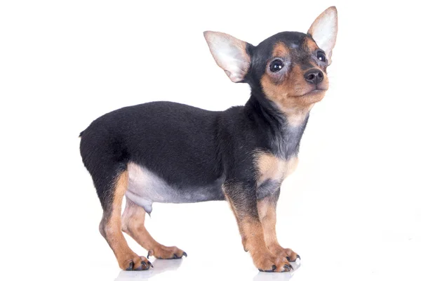 minyatür pinscher köpek gülümsüyor