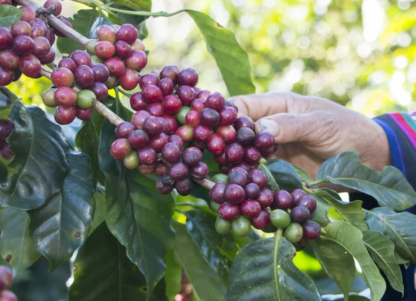 Raccolta del caffè a mano — Foto Stock