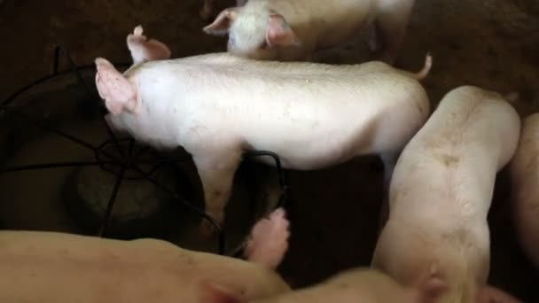 Голодные свиньи на ферме — стоковое видео