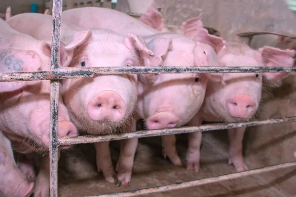 Jovem rosa porco resto na fazenda — Fotografia de Stock