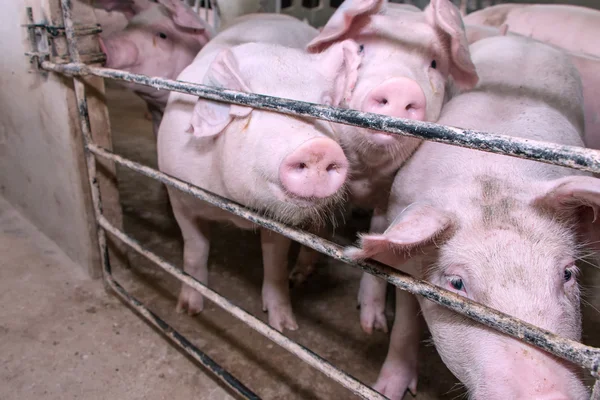 young pink pig rest in farm