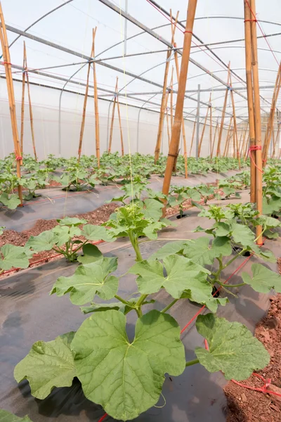 The rows of young melon plants growing in large plant nursery. — Stock Photo, Image
