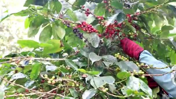 Koffieboer oogsten koffiebonen op de koffie boerderij — Stockvideo