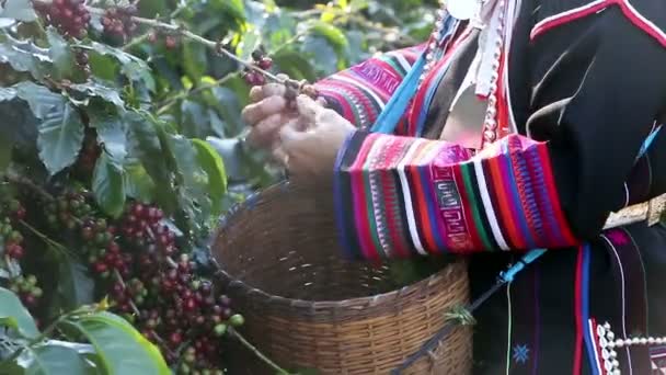 Akha zbierając jagody czerwone i zielone kawy na plantacji — Wideo stockowe