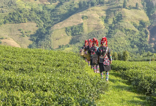 Akha hilltribe groepen om te oogsten thee bij een thee plantage — Stockfoto