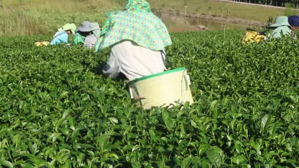 CHIANG RAI, THAILANDIA - DEC 24: I lavoratori rompono le foglie di tè nella piantagione di tè il 24 dicembre 2012 in una piantagione di tè a Chui Fong, Chiang Rai, Thailandia . — Video Stock