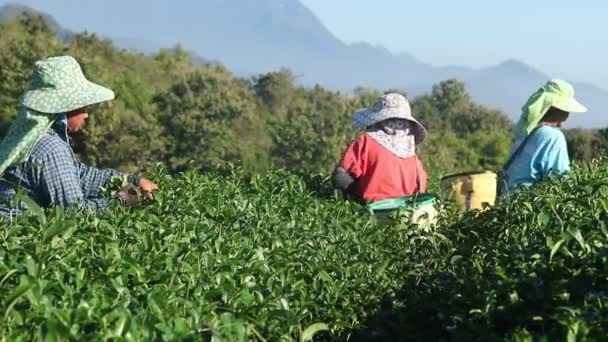 CHIANG RAI, THAILAND - DEC 24: Worker breaks tea leaves on tea plantation on December 24, 2012 on a tea plantation at Chui Fong, Chiang Rai, Thailand . — стоковое видео