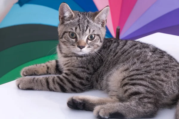 Cat on colur background — Stock Photo, Image
