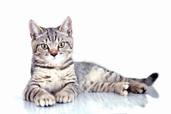 Cat on white background — Stock Photo, Image