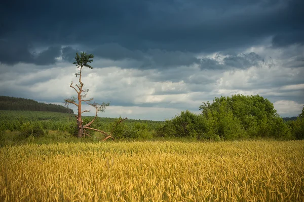 Gebied van rijpe tarwe — Stockfoto