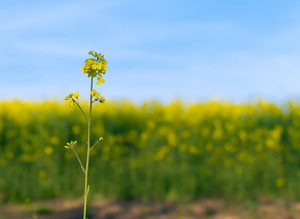 Bloeiende Canola gewassen Plant — Stockfoto