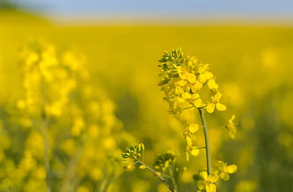 Planta de cultivo de Canola florescente — Fotografia de Stock