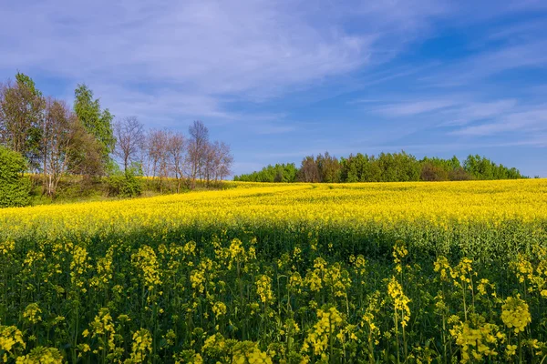 Rzepakowego pola kwitnących na Białorusi — Zdjęcie stockowe