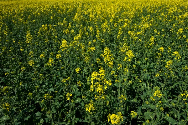 Campo de sementes de canola — Fotografia de Stock