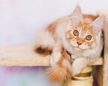 Kırmızı tekir Maine Coon yavru kedi