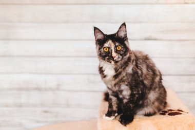 Gri Maine Coon yavru kedi