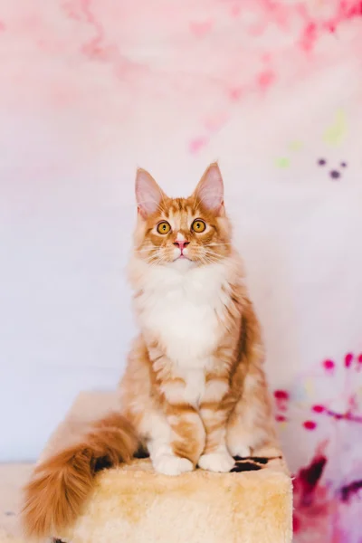 Röd Tabby Maine Coon kattunge — Stockfoto