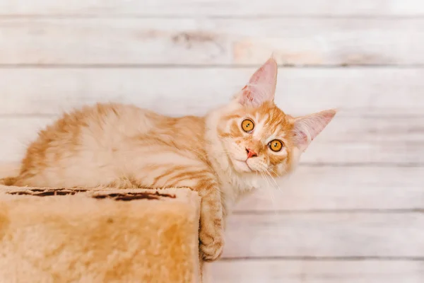赤ふちメインクーン子猫 — ストック写真