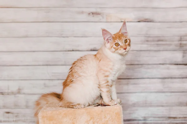 赤銀ふちメインクーン子猫 — ストック写真