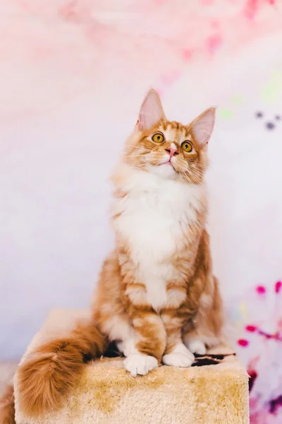 Красный табби Мейн Кун котята — стоковое фото