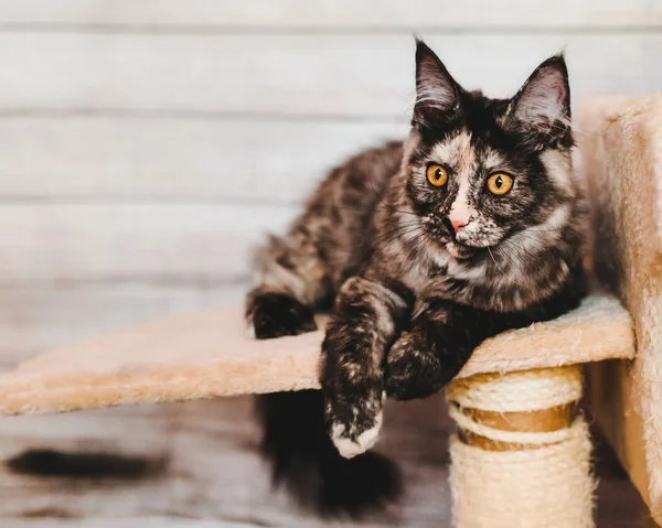 Γκρι Maine Coon γατάκι — Φωτογραφία Αρχείου
