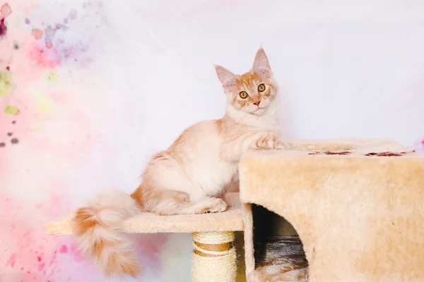 赤ふちメインクーン子猫 — ストック写真