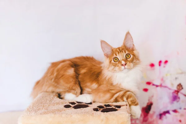 Красный табби Мейн Кун котята — стоковое фото