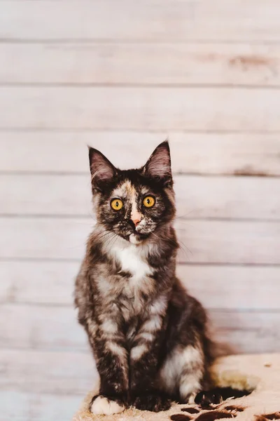 Серый котенок Майн Кун — стоковое фото