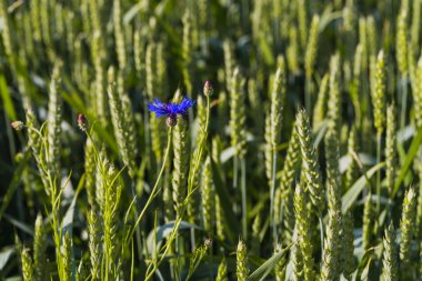 Çavdar tarlasında tek mavi cornflower 