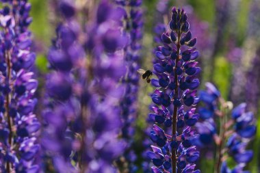 Mor Lupines ve Bumblebee uçan