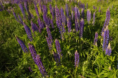 Mor acı bakla alan manzara