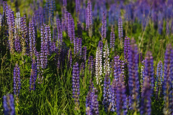 Champ de lupin violet et blanc — Photo